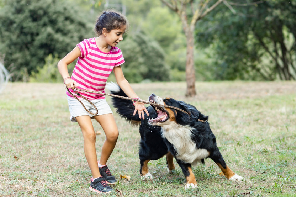 what to do if a dog attacks a child